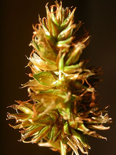 Carex hoodii